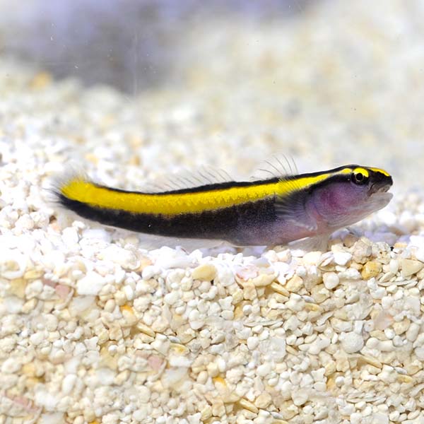 Yellow Line Goby, Captive-Bred